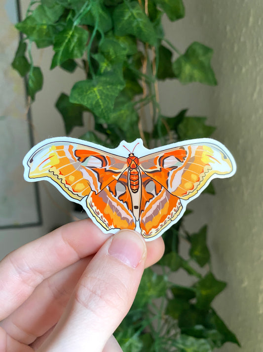 Atlas Moth Sticker - Waterproof Outdoor Use, UV resistant Decal