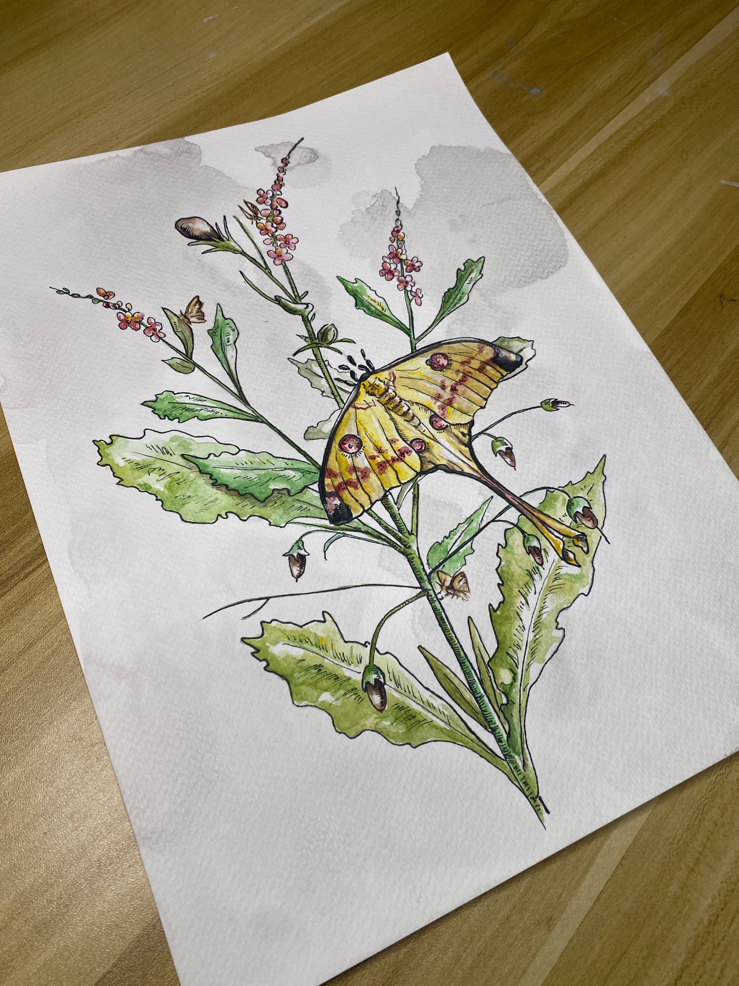 Luna Moth Botanical | Original Watercolor Painting