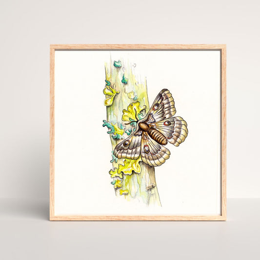 Moth on Moss-Covered Branch | Original Watercolor Painting