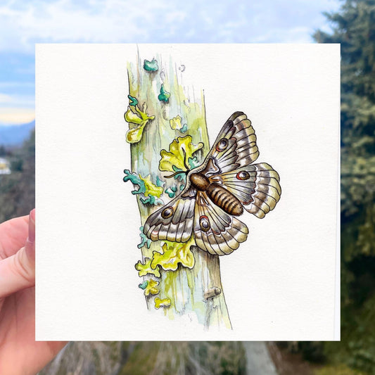 Moth on Moss-Covered Branch Wood Panel Print 5x5" | Watercolor Print